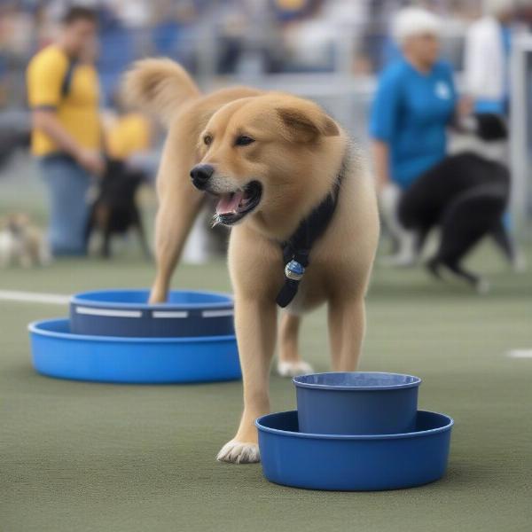 dog drinking water at a stadium dog area